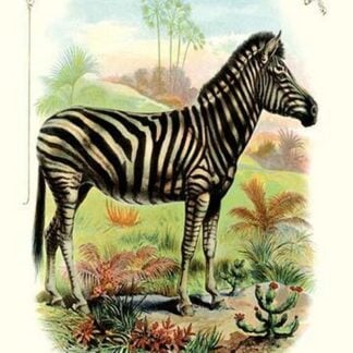 The Zebra
