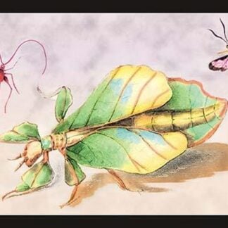 Three Insect Examples by James Duncan