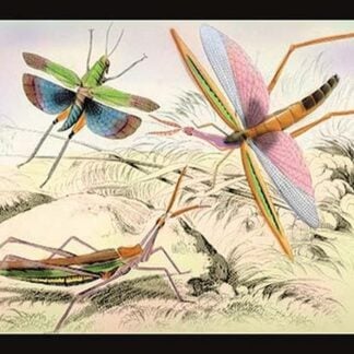 Three Insects by James Duncan