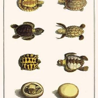 Three Keeled Land Tortoise