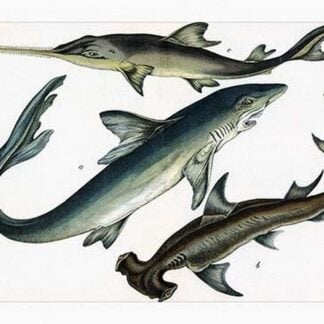 Three Sharks by Heinrich V. Schubert