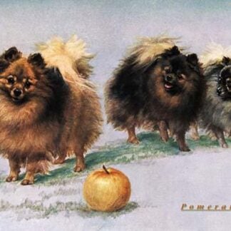 Three of Mrs. Hall Walker's Champion Pomeranians