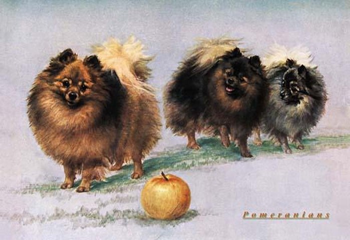 Three of Mrs. Hall Walker's Champion Pomeranians