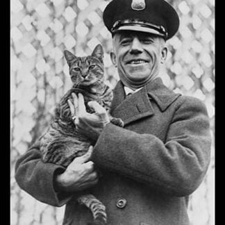 Tige the White House Cat - Safe and Sound
