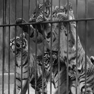Tiger Cubs Seek Freedom from Zoo Cage