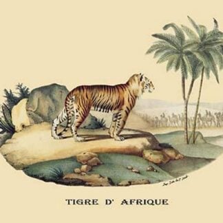 Tigre d'Afrique (Tiger) by E. F. Noel