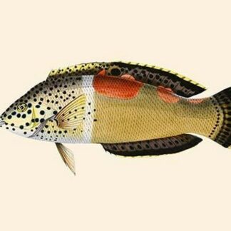 Tik-Girawah by John Whitchurch Bennett