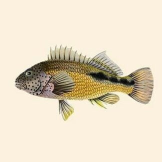 Tik Kossah by John Whitchurch Bennett