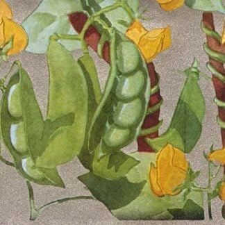 Tiny Green Lima Beans #2