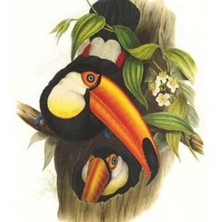 Toco Toucan by John Gould