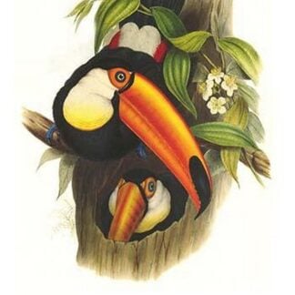 Toco Toucan by John Gould