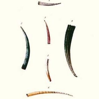 Tooth Shells By John Mawe