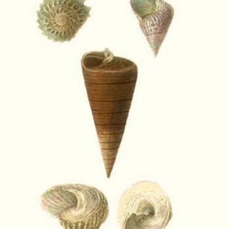 Top Shells By John Mawe