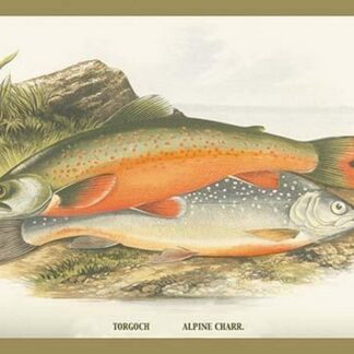 Torgoch and Alpine Charr. by A.F. Lydon