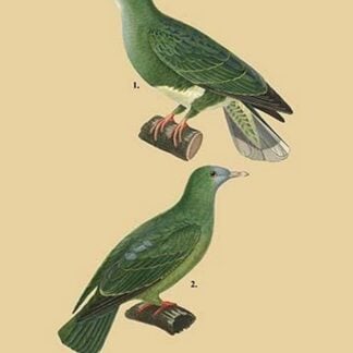 Tourterelle Bleu-Verdin