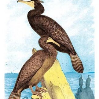 Townsend's Cormorant by Theodore Jasper