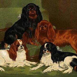 Toy Spaniels by Vero Shaw