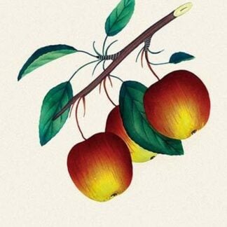 Transcendant Crab Apple