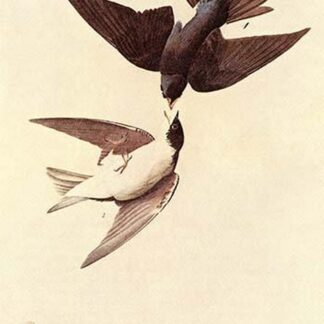 Tree Swallow by John James Audubon