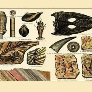 Triassic Fossil Ferns and Fish