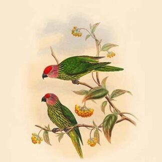Trichoglossus Goldiei - Goldie's Perroquet by John Gould