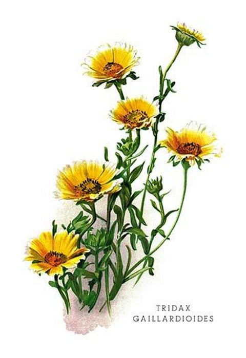 Tridax Gaillardioides by H.G. Moon