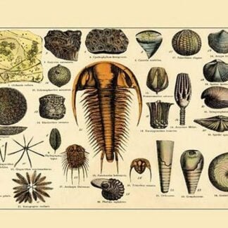 Trilobite and Fossil Sea Life