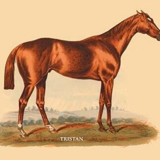 Tristan by L. Penicaut