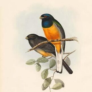 Trogon Aurantius - Orange Breasted Trogon by John Gould