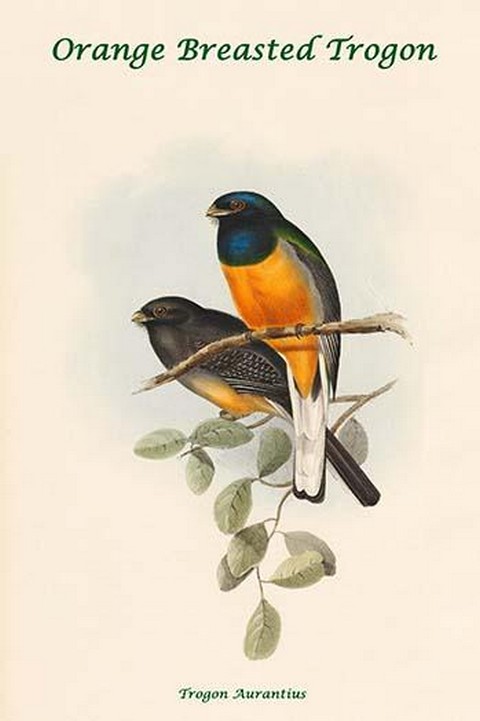 Trogon Aurantius - Orange Breasted Trogon by John Gould