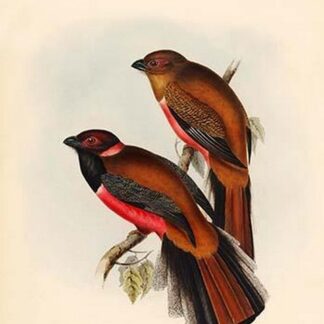 Trogon Diardii - Diard's Trogon by John Gould