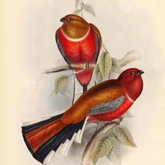 Trogon Erthrocephalus - Red Headed Trogon by John Gould