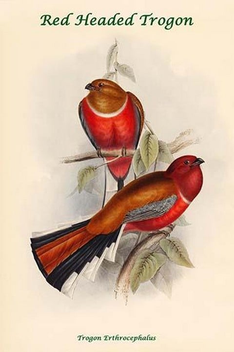 Trogon Erthrocephalus - Red Headed Trogon by John Gould