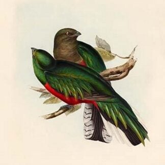 Trogon Fulgidus - Shining Trogon by John Gould