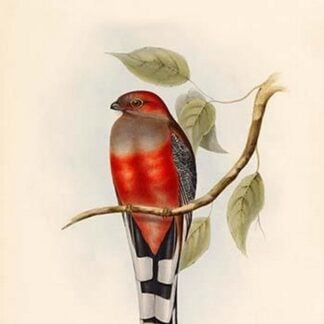 Trogon Hodgsonii - Hodgson's Trogon by John Gould