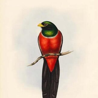 Trogon Macroura - Large Tailed Trogon by John Gould