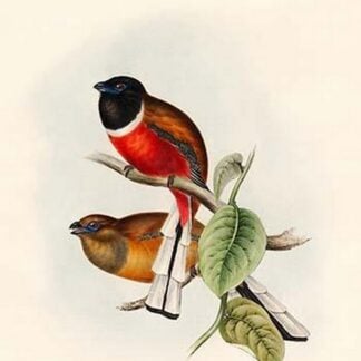 Trogon Marabaricus - Malabar Trogon by John Gould