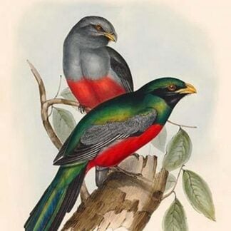 Trogon Massena - Prince Massena's Trogon by John Gould