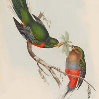 Trogon Narina - Narina Trogon by John Gould