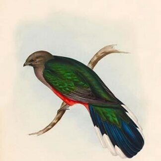 Trogon Neoxenus - Welcome Trogon by John Gould