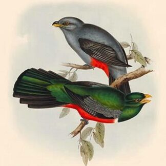 Trogon Nigricaudata - Black Tailed Trogon by John Gould