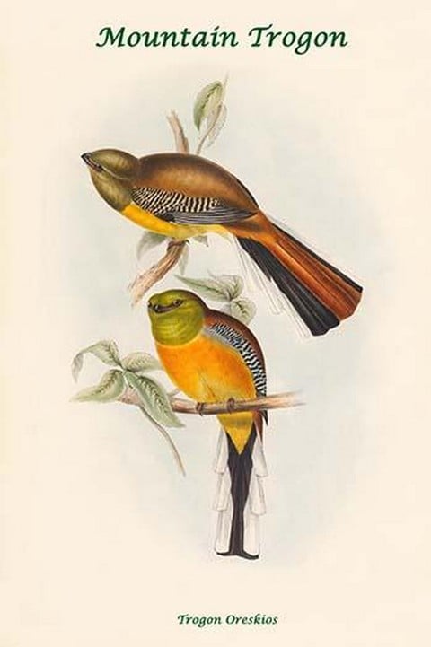 Trogon Oreskios - Mountain Trogon by John Gould