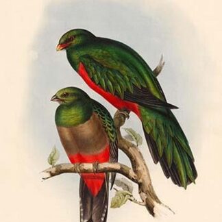 Trogon Pavoninus - Peacock Trogron by John Gould