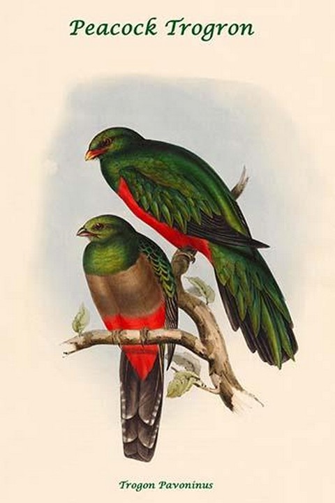 Trogon Pavoninus - Peacock Trogron by John Gould
