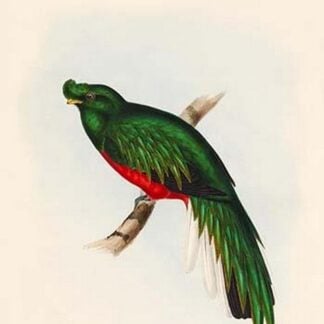 Trogon Pulchelus - Peruvian Trogon by John Gould