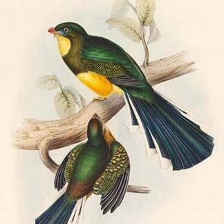 Trogon Reinwardtii - Reinwardt's Trogon by John Gould