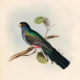 Trogon Roseigaster -Saint Domingo Trogon by John Gould