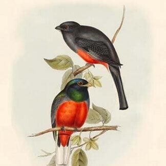 Trogon Surucura -Surucura Trogon by John Gould
