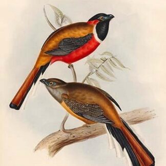 Trogon Temminckii - Temminck's Trogon by John Gould