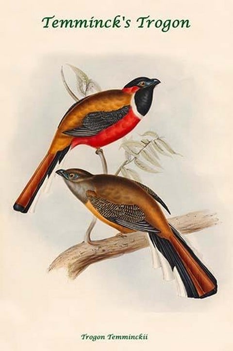 Trogon Temminckii - Temminck's Trogon by John Gould